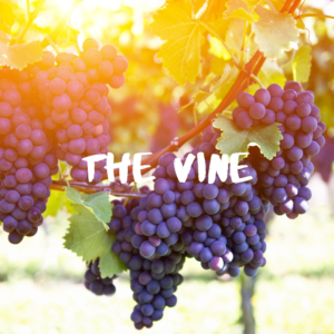 the-vine