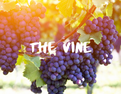 The Vine